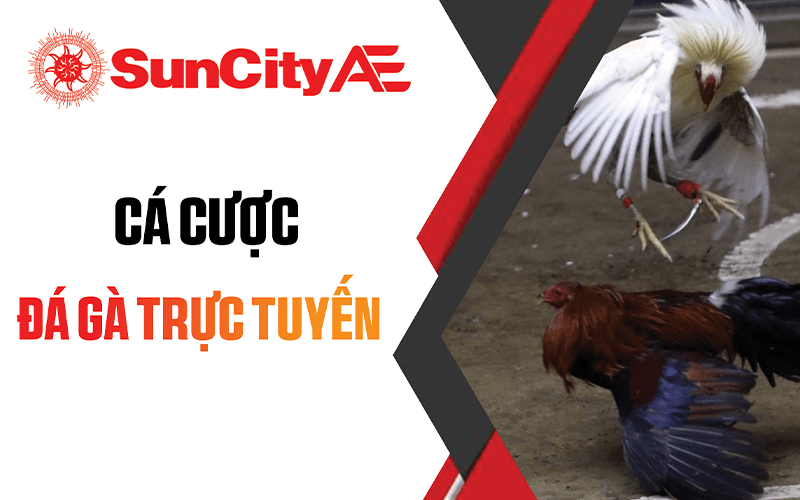 Đá gà SUNCITY - Sân chơi cá cược đá gà trực tuyến hàng đầu Việt Nam