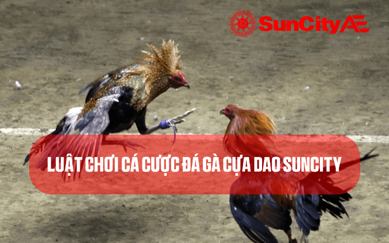 Luật chơi cá cược đá gà cựa dao tại SUNCITY